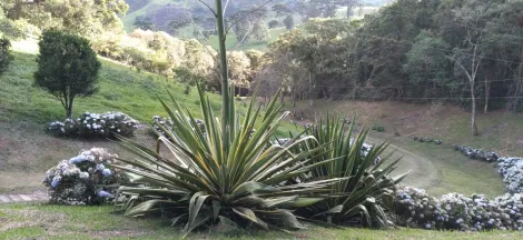 imagem 3 - Sítio encantador à venda em Paraisópolis, com 13 alqueires e uma vista deslumbrante para a Pedra do Baú, famoso ponto turístico de São Bento do Sapucaí. imagem 3 - Sítio encantador à venda em Paraisópolis, com 13 alqueires e uma vista deslumbrante para a Pedra do Baú, famoso ponto turístico de São Bento do Sapucaí.